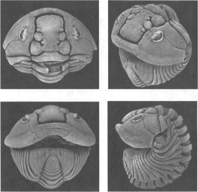 Трилобиты. Свидетели эволюции