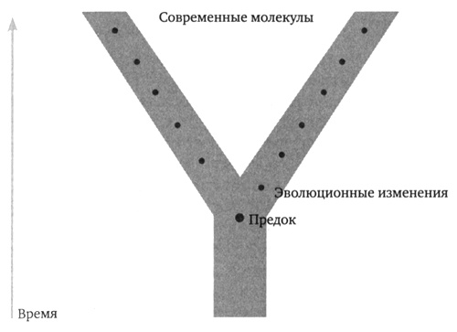 Генетическая одиссея человека