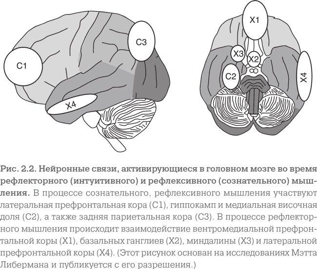 Мозг. Тонкая настройка. Наша жизнь с точки зрения нейронауки