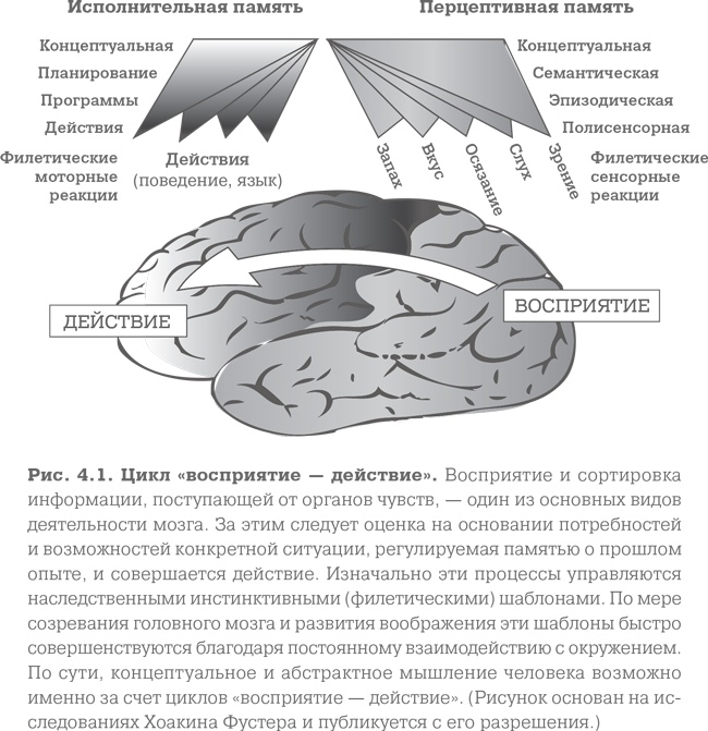 Мозг. Тонкая настройка. Наша жизнь с точки зрения нейронауки