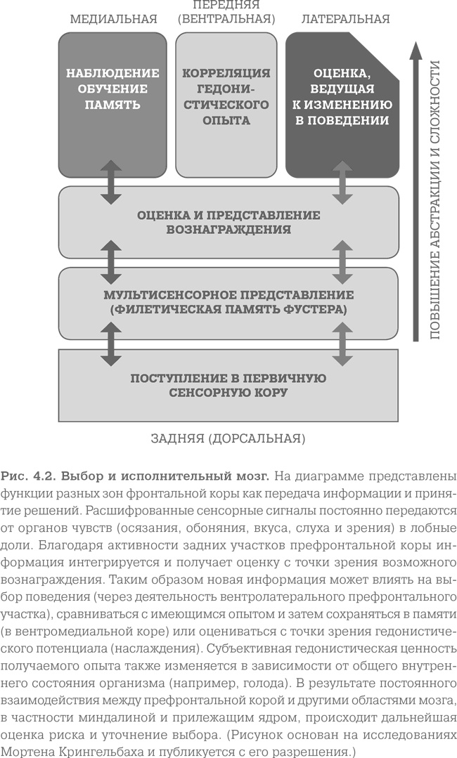 Мозг. Тонкая настройка. Наша жизнь с точки зрения нейронауки