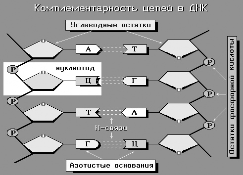 Геном человека: Энциклопедия, написанная четырьмя буквами