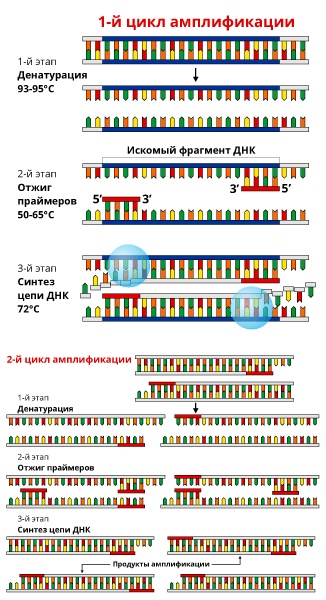 Геном человека: Энциклопедия, написанная четырьмя буквами