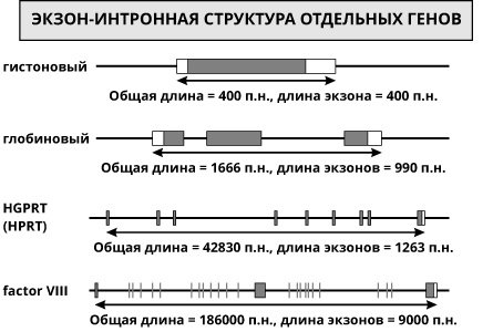 Геном человека: Энциклопедия, написанная четырьмя буквами