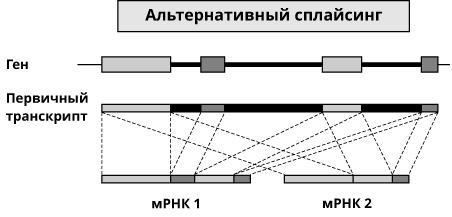 Геном человека: Энциклопедия, написанная четырьмя буквами