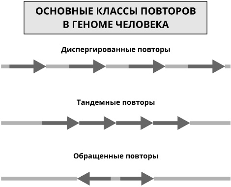 Геном человека: Энциклопедия, написанная четырьмя буквами