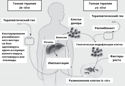 Геном человека: Энциклопедия, написанная четырьмя буквами