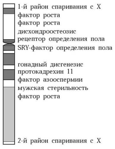 Антропология пола