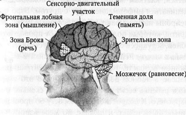 Мозг онлайн. Человек в эпоху Интернета