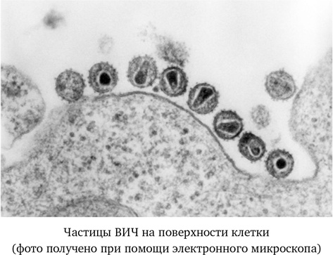 Вирусы. Скорее друзья, чем враги