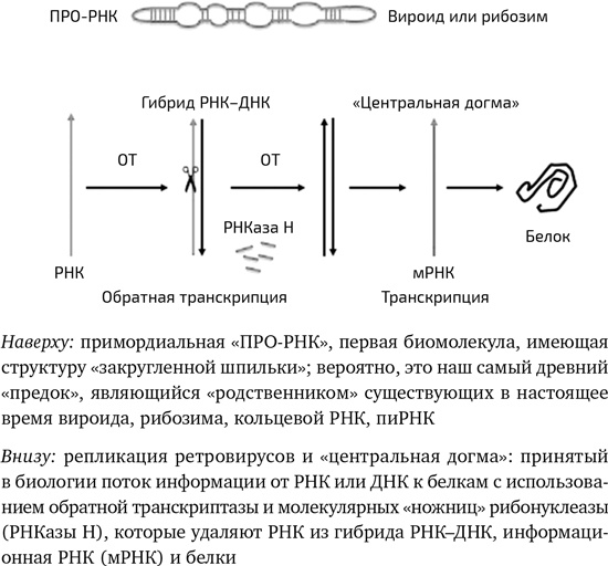 Вирусы. Скорее друзья, чем враги