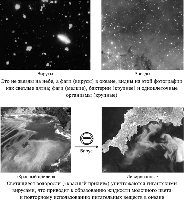 Вирусы. Скорее друзья, чем враги