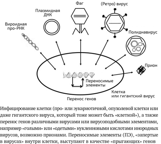 Вирусы. Скорее друзья, чем враги