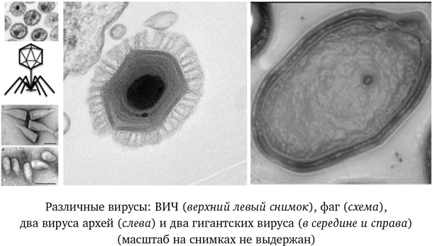 Вирусы. Скорее друзья, чем враги