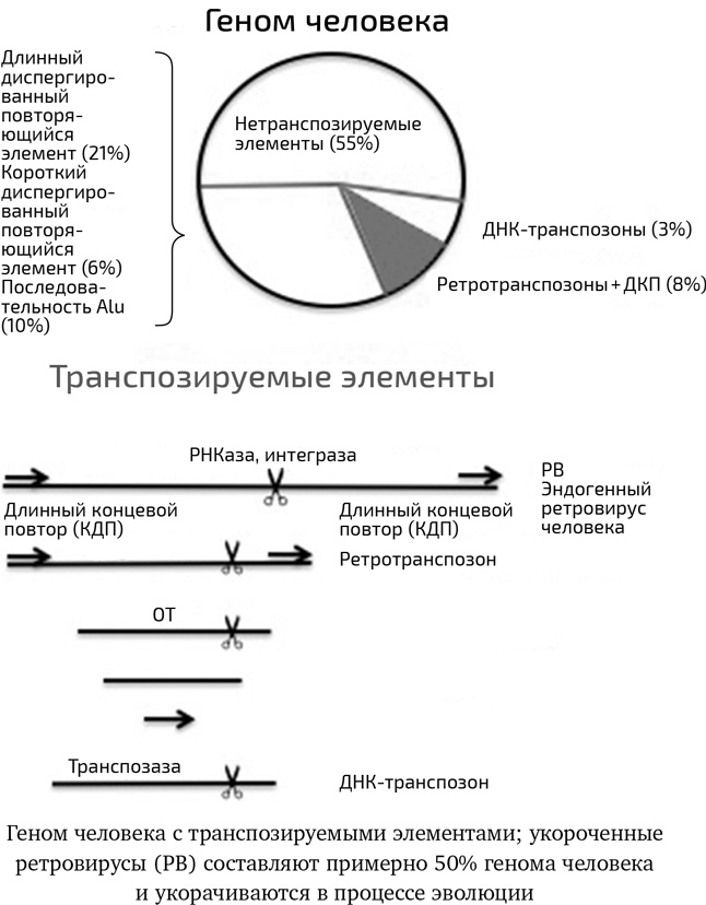 Вирусы. Скорее друзья, чем враги