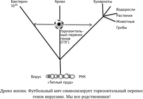 Вирусы. Скорее друзья, чем враги