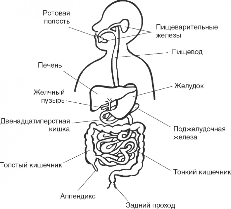 Твой второй мозг - кишечник. Книга-компас по невидимым связям нашего тела