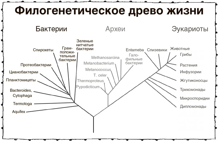 Книга о самых невообразимых животных. Бестиарий XXI века