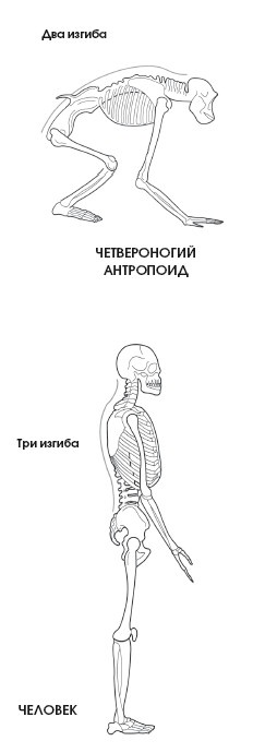 Диагностика и лечение позвоночника. Уникальная система доктора А. М. Уриа