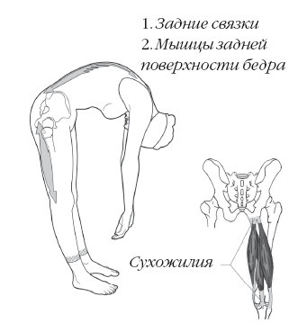 Диагностика и лечение позвоночника. Уникальная система доктора А. М. Уриа