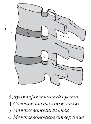 Диагностика и лечение позвоночника. Уникальная система доктора А. М. Уриа