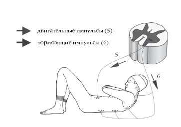 Диагностика и лечение позвоночника. Уникальная система доктора А. М. Уриа