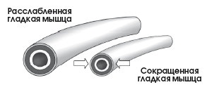 Диагностика и лечение позвоночника. Уникальная система доктора А. М. Уриа