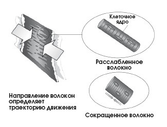 Диагностика и лечение позвоночника. Уникальная система доктора А. М. Уриа