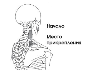 Диагностика и лечение позвоночника. Уникальная система доктора А. М. Уриа