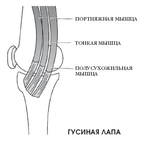 Диагностика и лечение позвоночника. Уникальная система доктора А. М. Уриа