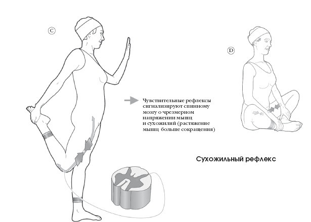 Диагностика и лечение позвоночника. Уникальная система доктора А. М. Уриа