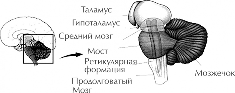 Чертоги разума. Убей в себе идиота!