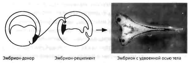 Бесконечное число самых прекрасных форм