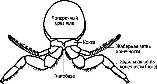 Бесконечное число самых прекрасных форм