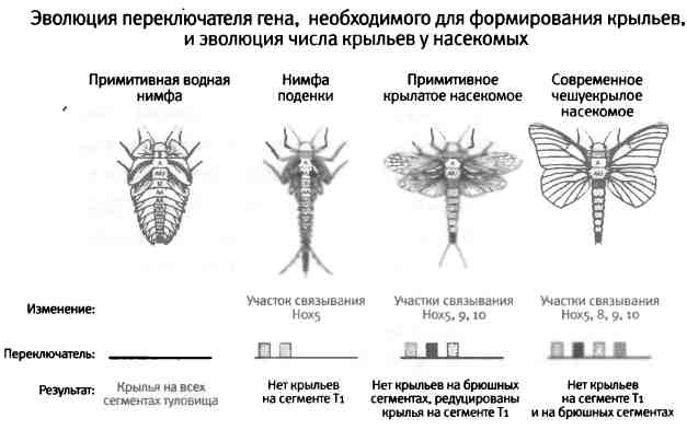 Бесконечное число самых прекрасных форм