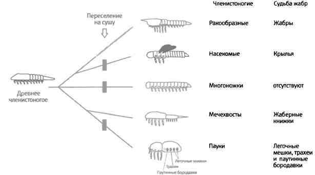 Бесконечное число самых прекрасных форм