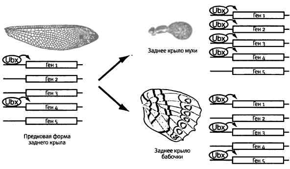 Бесконечное число самых прекрасных форм