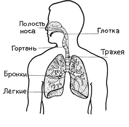 Стрельникова, Вилунас, Бутейко. Лучшие дыхательные практики для здоровья!