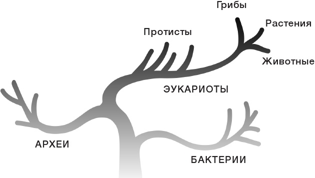 10% HUMAN. Как микробы управляют людьми