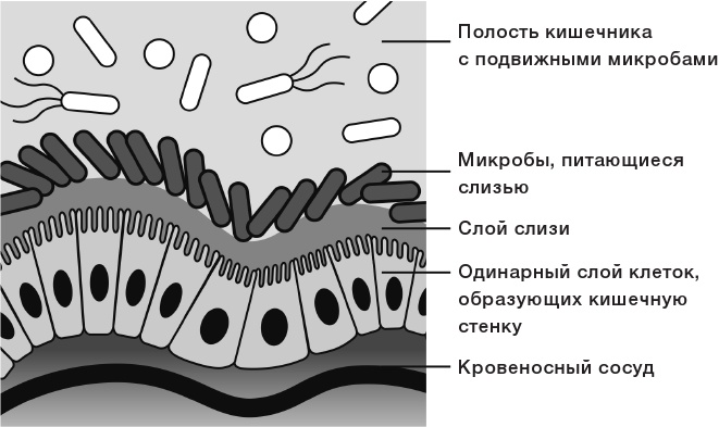 10% HUMAN. Как микробы управляют людьми