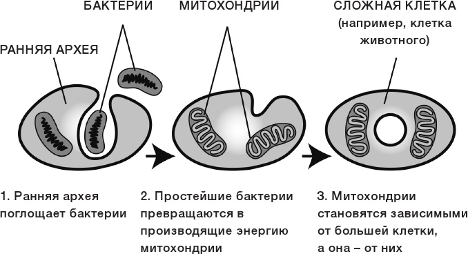 10% HUMAN. Как микробы управляют людьми