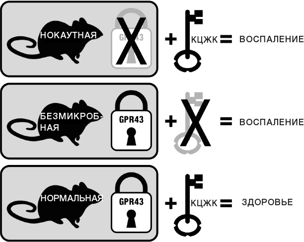 10% HUMAN. Как микробы управляют людьми