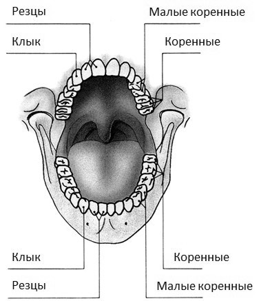 Дети вегетарианцы