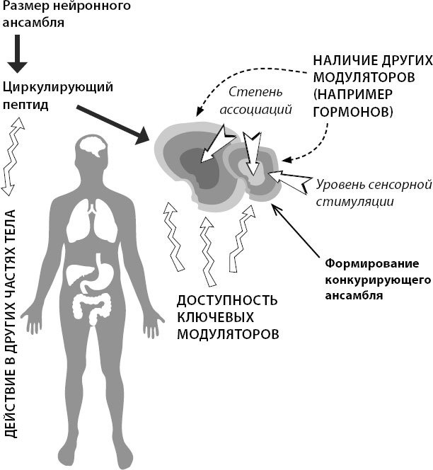 Один день из жизни мозга. Нейробиология сознания от рассвета до заката