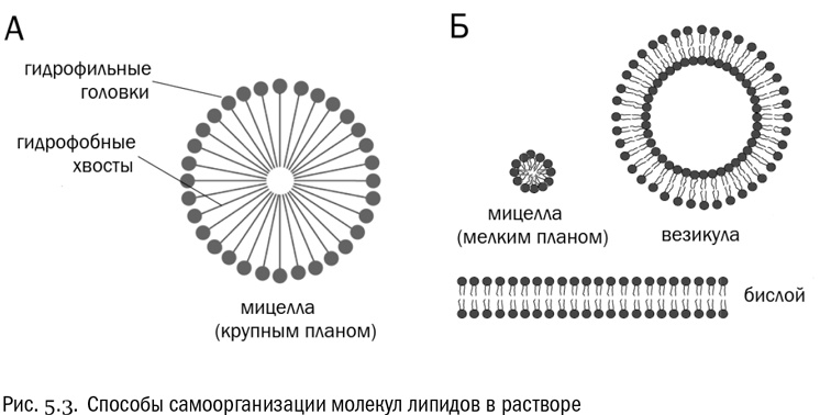 От атомов к древу. Введение в современную науку о жизни