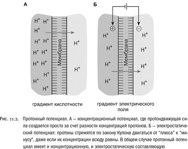 От атомов к древу. Введение в современную науку о жизни