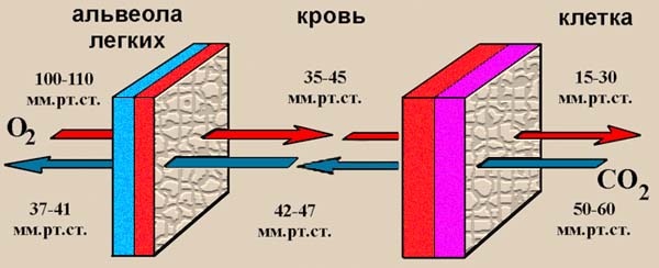 Обитаемый остров Земля