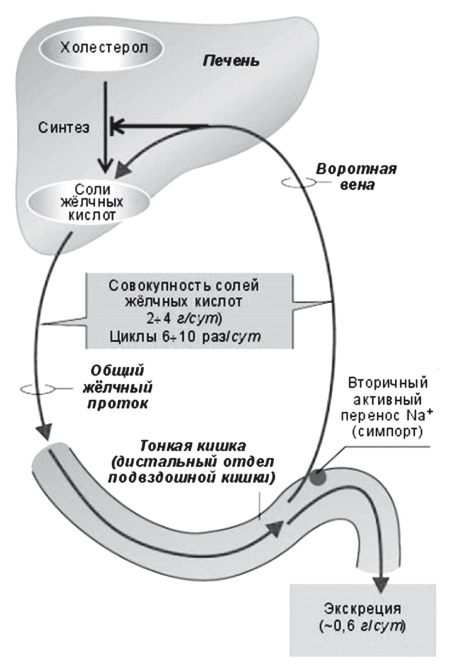 Неалкогольная жировая болезнь печени