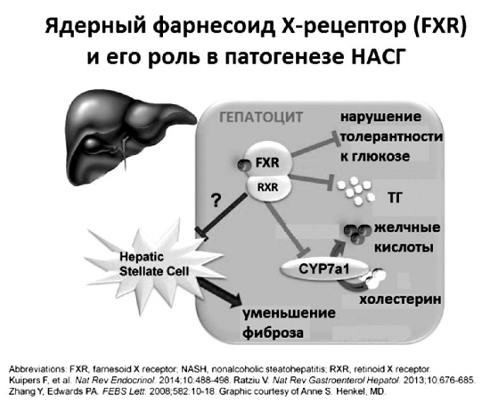 Неалкогольная жировая болезнь печени