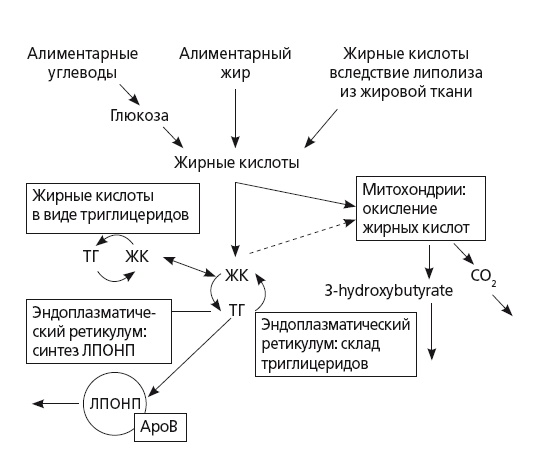 Неалкогольная жировая болезнь печени